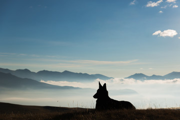 Silhouette of a lying dog on a background of mountains at sunrise. Copy space for text
