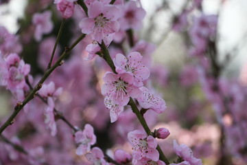 Obraz premium Fiori di pesco