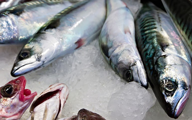 Raw mackerel fish in market