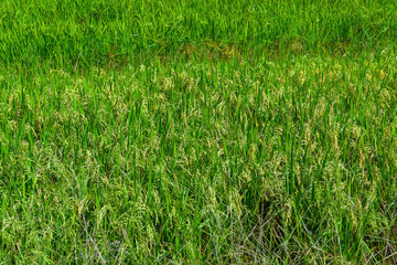 Rice fields
