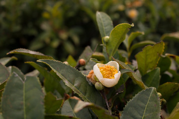 Close-up of Jasmin flowers. Tea plants in bloom. Chinese tea plantation