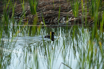Aves migratorias