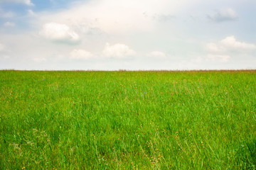 Zielona wiosenna trawa na tle błękitnego nieba z białymi obłokami - obrazy, fototapety, plakaty