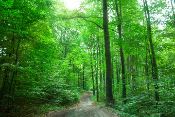 Zielony, wiosenny las w Górach Swiętokrzyskich w promieniach słońca