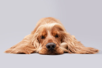 Cocker spaniel photoshoot isolated