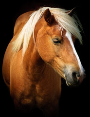 Obraz premium Palomino 2