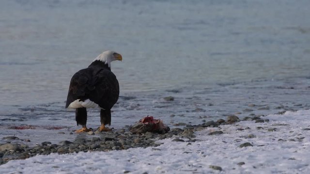 Battle Cry - A bald eagle dominates a smaller, younger eagle and declares victory with a battle cry. Chilkat River, Haines, Alaska.