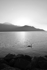 Swan at Sunset in Black and White