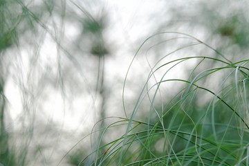 Blurred a messy field of tropical papyrus plant growing in a swamp with bokeh light 