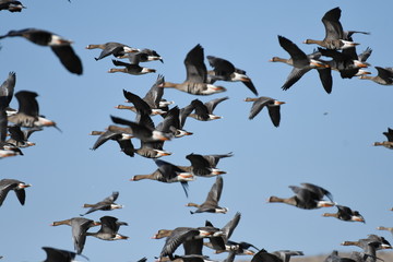 Greater White-fronted Goose (Anser albifrons) 