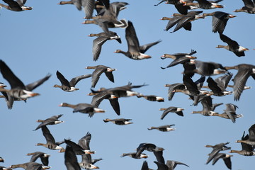 Greater White-fronted Goose (Anser albifrons) 