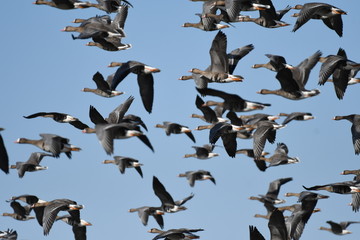 Greater White-fronted Goose (Anser albifrons) 