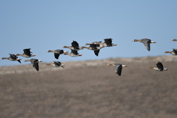 Greater White-fronted Goose (Anser albifrons) 