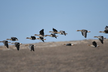 Greater White-fronted Goose (Anser albifrons) 