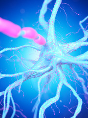 3d rendered illustration of a human nerve cell