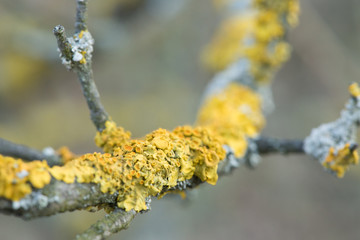 A tree covered with yellow lichens. Beautiful macro detail on lichen texture.
