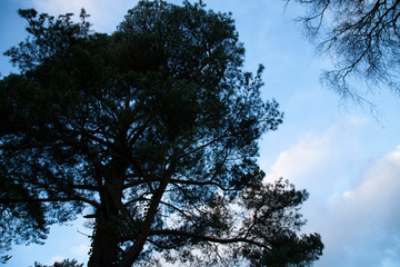 tree in the sky