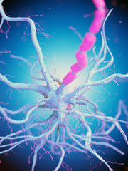 3d rendered illustration of a human nerve cell