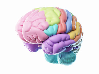 3d rendered illustration of the different human brain areas