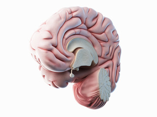 3d rendered illustration of a lateral cross-section of a human brain