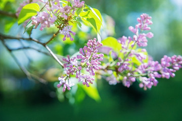 Lilac branch in spring.