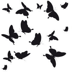 black butterfly, isolated on a white