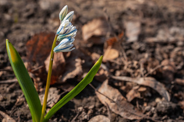 Puschkinia flowers at the sunny day in the garden at early spring. Striped Squill (Puschkinia scilloides) flowering profusly in the spring garden. White flowers of the Scilla Squill. 