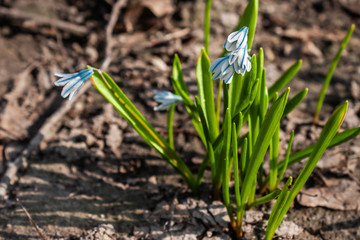 Puschkinia flowers at the sunny day in the garden at early spring. Striped Squill (Puschkinia scilloides) flowering profusly in the spring garden. White flowers of the Scilla Squill. 