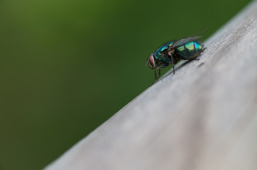 A greenbottle fly, Lucilia sericata, is a blow fly with brilliant, metallic, blue green colour. Close-up of tiny diptera, macro photography of flies.
