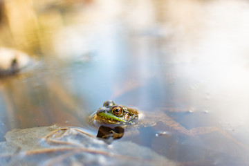 Green Frog (Rana clamitans) in the water