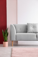 Plant next to grey couch with cushion in red and white loft interior with pink carpet. Real photo
