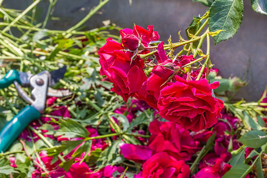 Work In The Summer Garden, Pruning Red Climbing Roses