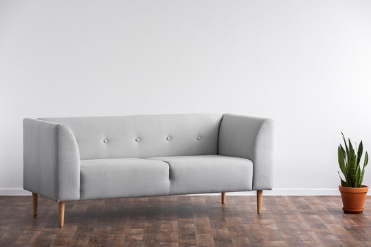 Grey sofa next to plant on wooden floor in minimal living room interior with copy space. Real photo