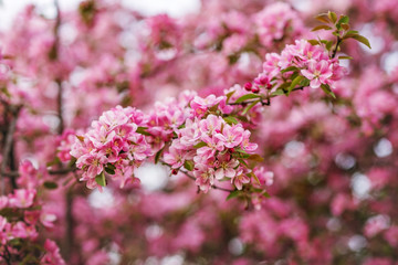 Fototapeta na wymiar Branches of flowering Apple trees in the spring, pink flowers.
