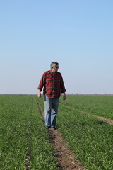 Naklejka na ściany i meble Agriculture, farmer inspecting wheat plant in field