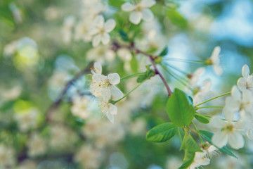 Cherry blossoms in spring.
