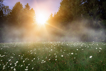 Waldwiese im Nebel bei Sonnenaufgang