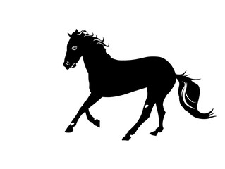 Fototapeta na wymiar Silhouette beautiful Arabian horse. black and white