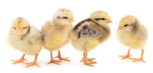 Four yellow chickens.