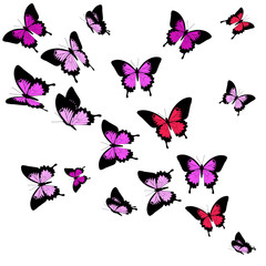 beautiful pink butterflies, isolated  on a white