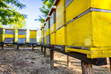 Fototapeta na wymiar Row of beehives on wooden pillars lifted up, apiary, Bee farm