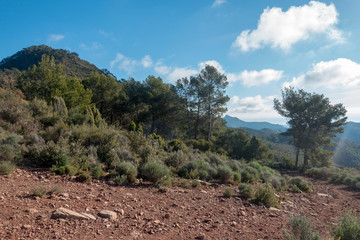 The desert of the palms in benicasim, Costa azahar