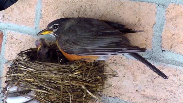 Side view of robin guarding babies in nest.