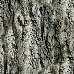 Texture of the bark tree, seamless pattern