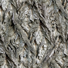 Texture of the tree bark, seamless pattern