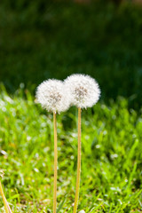 Dandelions on a green background in a kiss