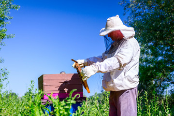 Apiarist, beekeeper is checking bees on honeycomb wooden frame