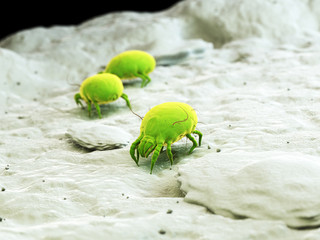 3d rendered illustration of a house dust mite