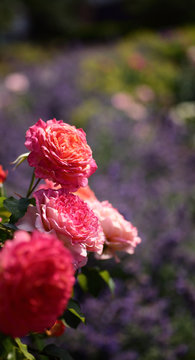 Rosen mit Lavendel