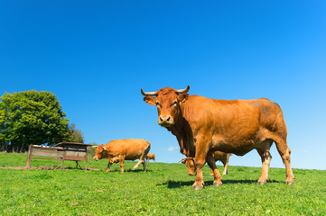 French landscape with brown cows